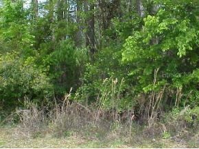 NE 130 Null Ave., Orange Springs, FL 32182