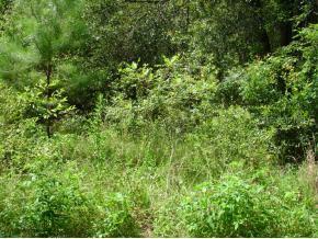 SE 131 Ln., Belleview, FL 34420