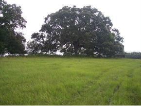 W Highway 40, Ocala, FL 34482