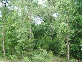 NE 18 St., Williston, FL 32696