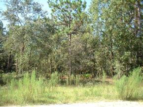 SW 20 Ln., Ocala, FL 34481