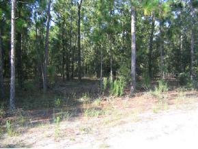 160 Pl., Summerfield, FL 34491