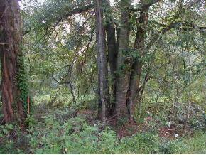 SE 26 Ter., Summerfield, FL 34491