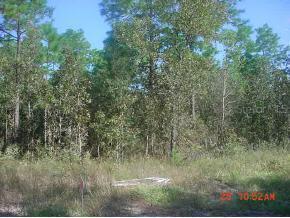 NE 218 Null Ln., Orange Springs, FL 32182