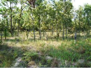 00 NE 16 St., Williston, FL 32696