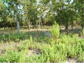 NE 16 St., Williston, FL 32696