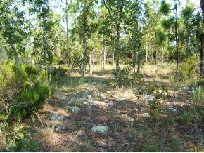 Lot 1 NE 15 St., Williston, FL 32696