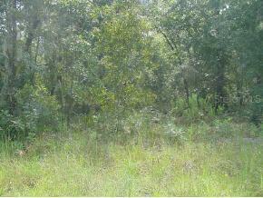 NE 154 Ter., Williston, FL 32696