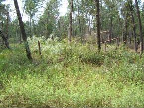 NE 112 Null Ter., Orange Springs, FL 32134