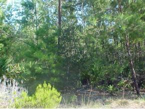 315 NE Hankley Lake Tr, Hawthorne, FL 32640