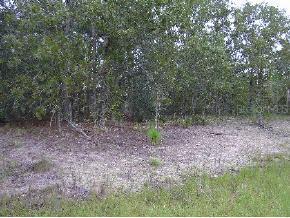 SW 137 Ct., Ocala, FL 34481