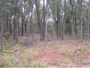 SE 124 Ln., Belleview, FL 34420