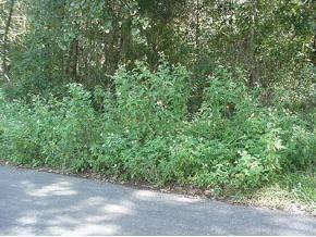 SE 101 St Ave., Belleview, FL 34420