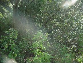 SE 133 Pl., Belleview, FL 34420