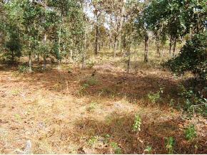 00 NE 14 Pl., Williston, FL 32696