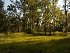 NE 121 Ter., Williston, FL 32696