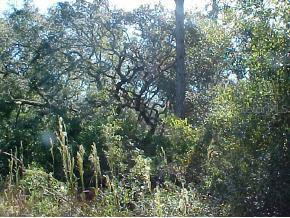 NE 116th Null Ave., Orange Springs, FL 32134