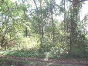 SE 93 Pl., Belleview, FL 34420