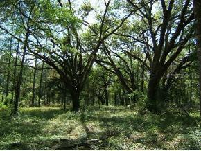 NE 40 St., Williston, FL 32696