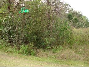 SE 142 St., Summerfield, FL 34491