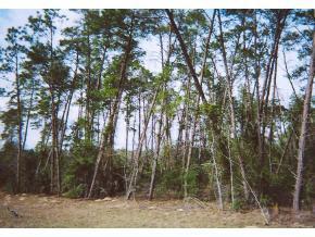 NE 60 St., Williston, FL 32696