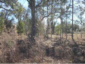 SW Beach Blvd., Dunnellon, FL 34431