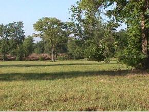 SE 147 Ave., Summerfield, FL 34491