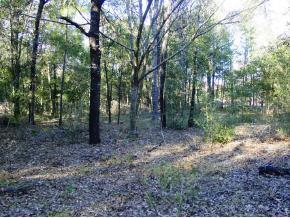 SE 161 Pl., Summerfield, FL 34491