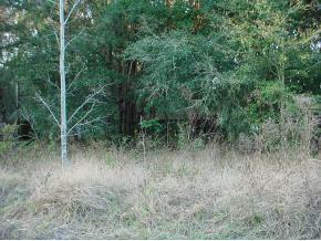 SE 136th St., Summerfield, FL 34491