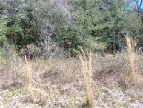 SE 26th Ter., Summerfield, FL 34491