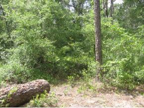 SE 56 Place Rd., Ocklawaha, FL 34488