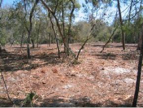 NE 243 Null Ct., Salt Springs, FL 32134