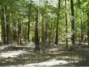 SW 85 Ave., Ocala, FL 34481