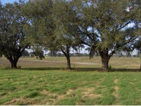 SW 220 Ave., Dunnellon, FL 34431