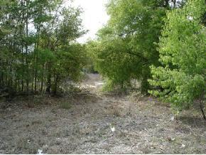 NE 139 Ter., Williston, FL 32696