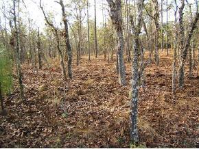 SE 144 Ave., Morriston, FL 32668