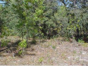 SE 159 Ln., Summerfield, FL 34491