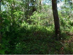 NE 114 Null Ave., Orange Springs, FL 32182