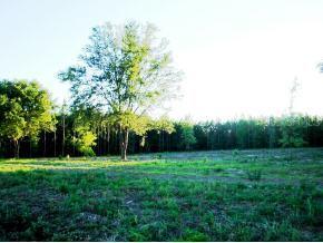 SE 160 Ave., Morriston, FL 32668