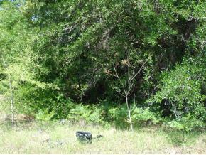 NW 52 Ave., Ocala, FL 34482