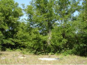 NW 52 Ave., Ocala, FL 34482