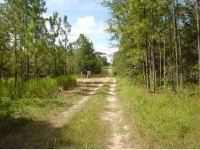 SW 142 Ct., Ocala, FL 34481