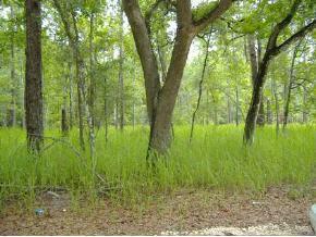 SE 98 Ln., Belleview, FL 34420