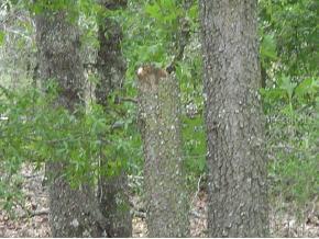 160 Pl., Summerfield, FL 34491