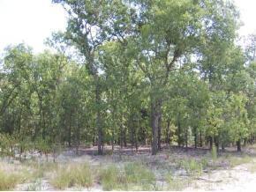 SE 158 Pl., Summerfield, FL 34491