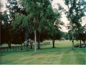 16551 NE 10 St., Williston, FL 32696