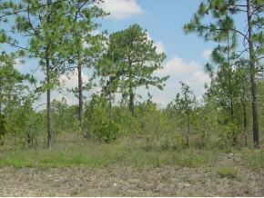 SE 26 St., Morriston, FL 32668