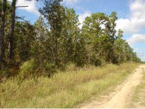 SW 128 Ter., Ocala, FL 34488