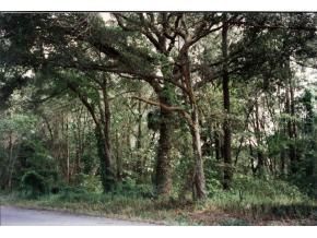 NW 115 St., Ocala, FL 34482