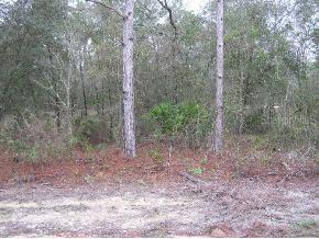 SW 167 Ave., Ocala, FL 34481